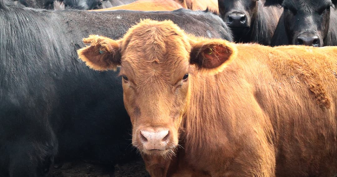 Sabor que nace en el campo